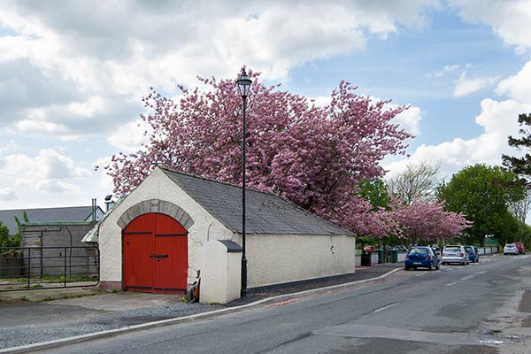 アイルランドの桜 / Cherry blossoms