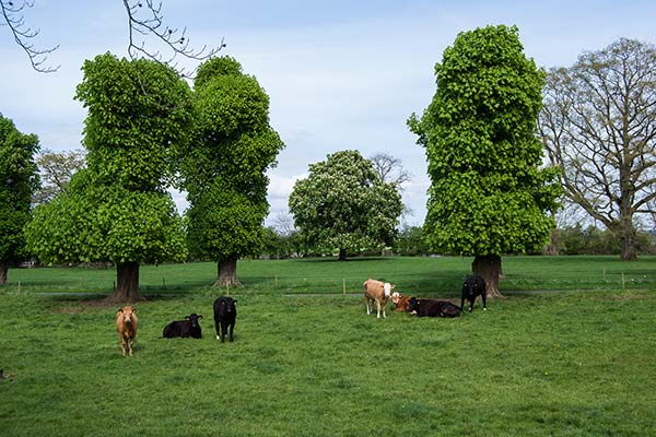 Peaceful rural landscape