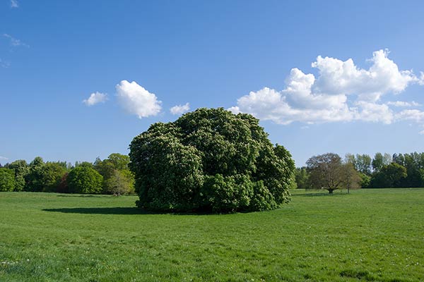 ロッホキー森林公園 / Lough Key Forest and Activity Park