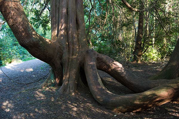 ロッホキー森林公園 / Lough Key Forest Park