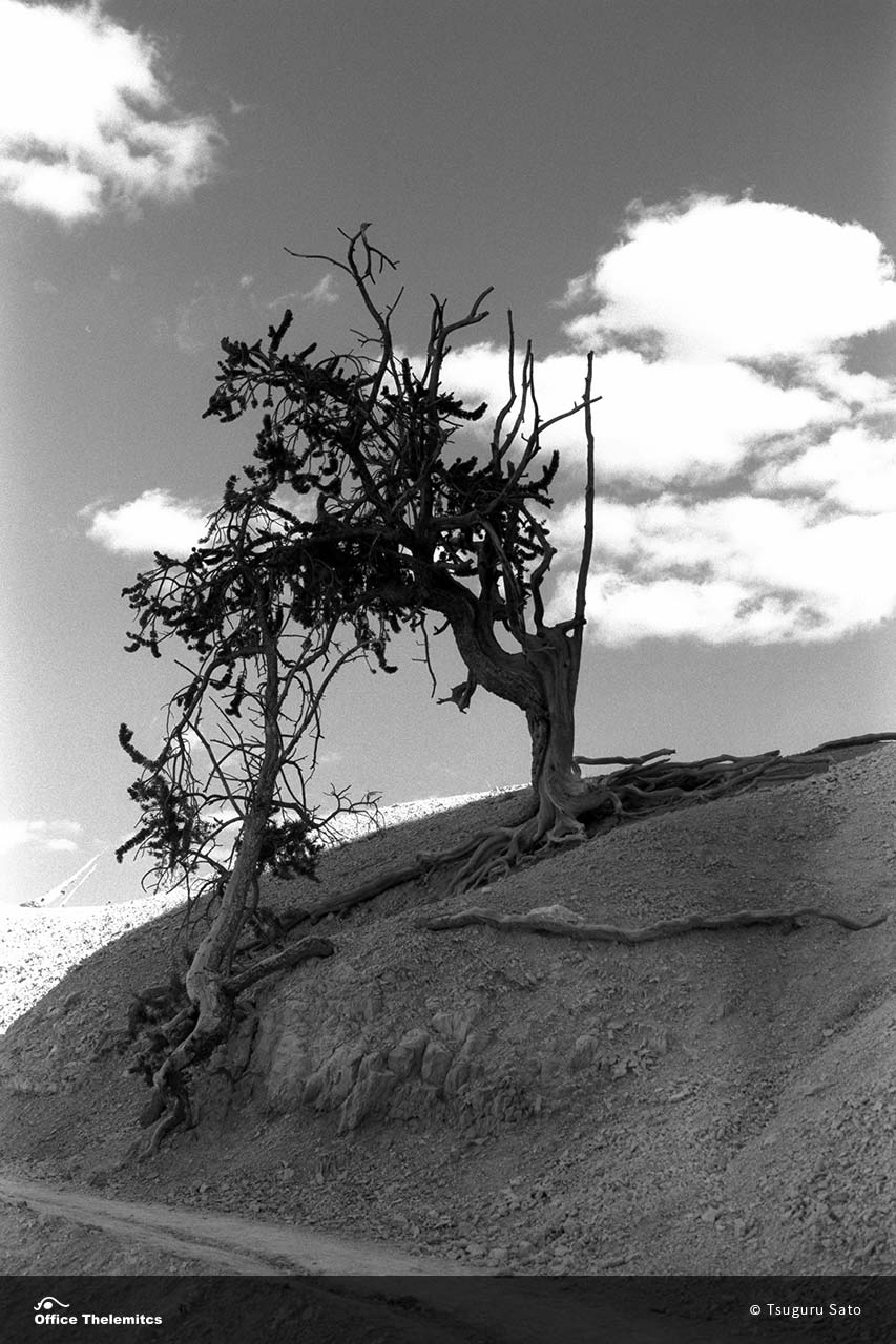 ブリストルコーンパイン ブライス キャニオン国立公園 写真ギャラリー オフィス テレミート Photo Gallery Bristlecone Pine Bryce Canyon National Park Office Thelemitcs