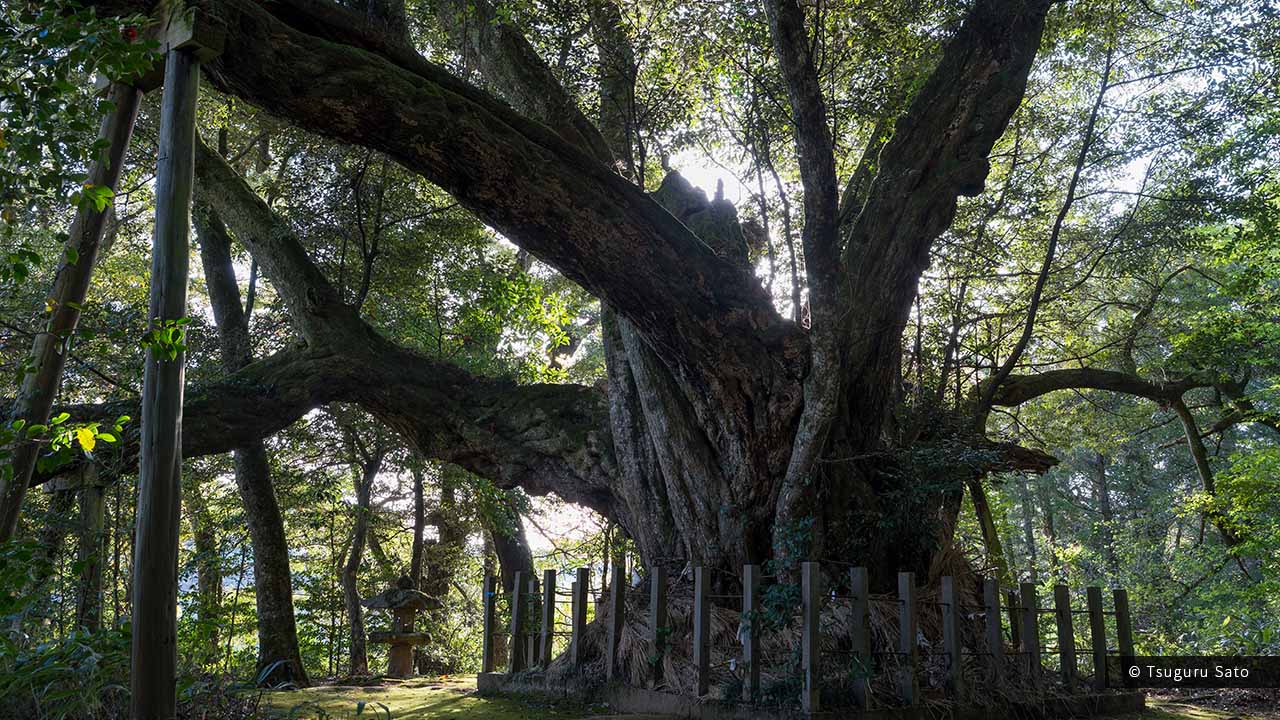 志多備神社のスダジイ(日本一のシイの木)