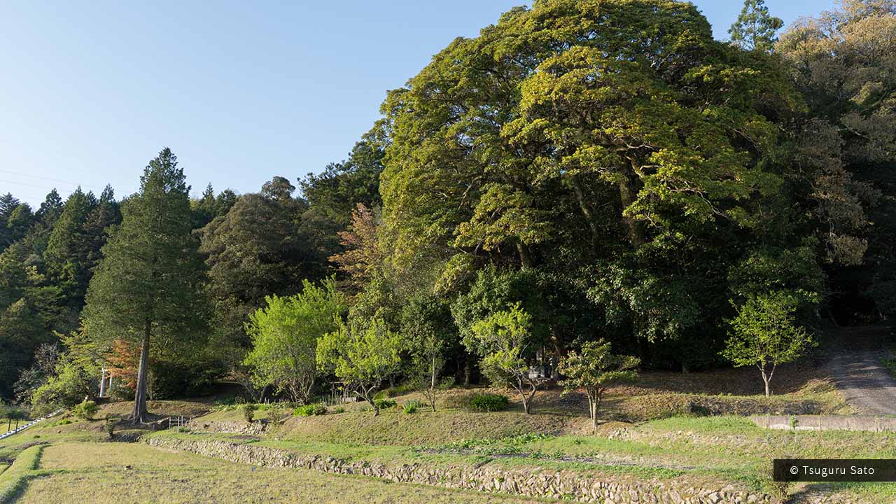 志多備神社のスダジイが形作る緑の森