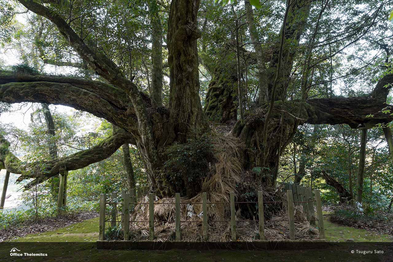 ヤマタノオロチを想起させる枝ぶりの志多備神社のスダジイ