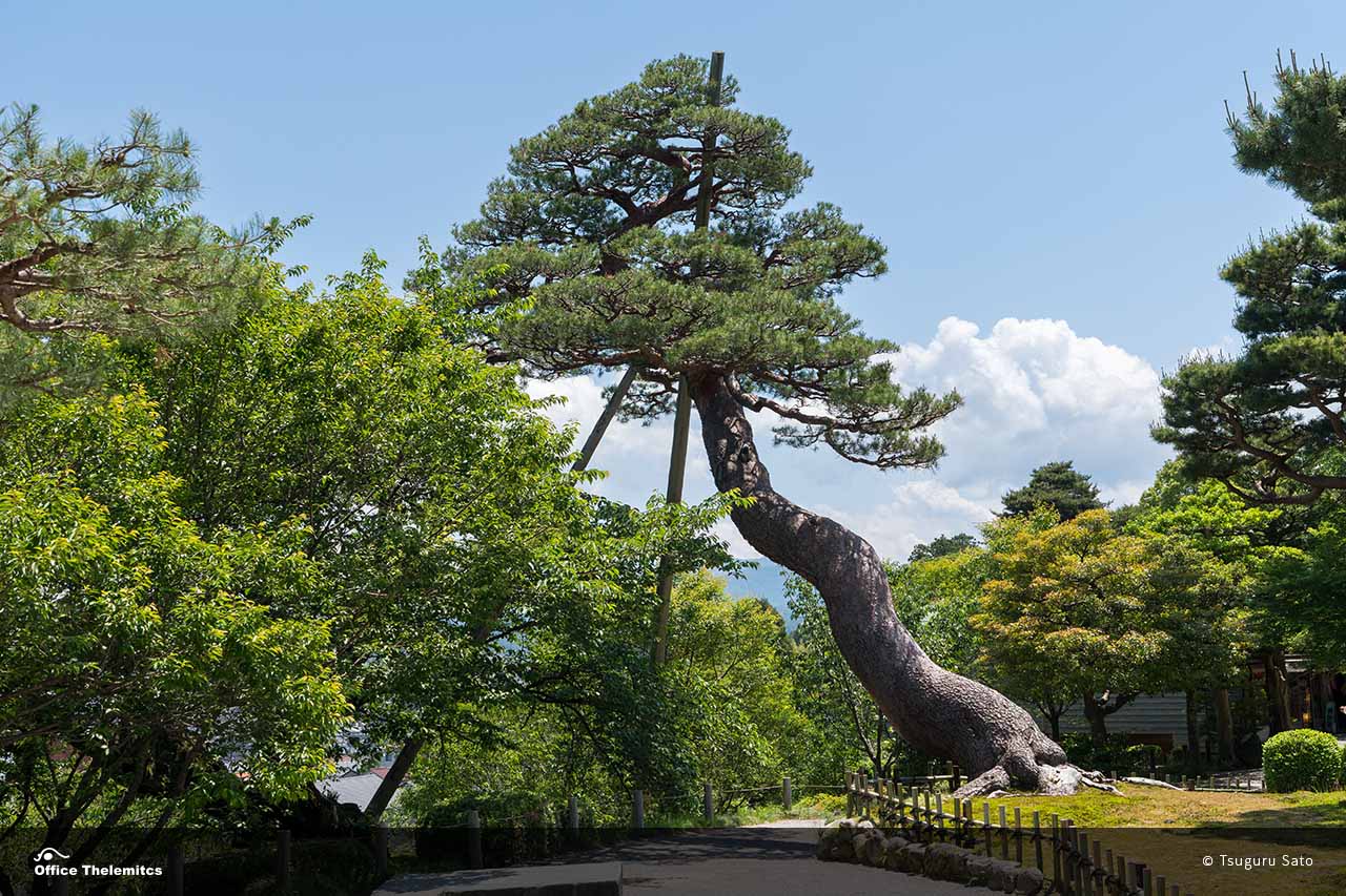 巣ごもり松か?