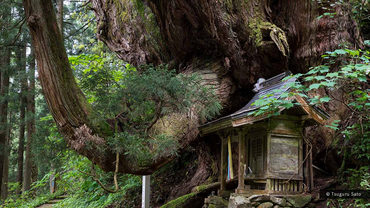 岩屋の大杉の湾曲した枝ぶりと祠