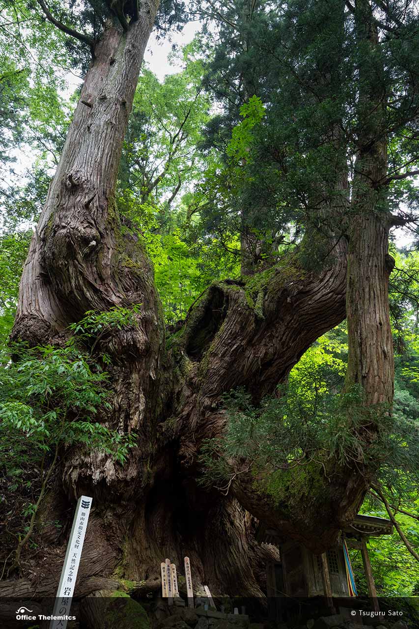 子持ち杉とも呼ばれる福井県勝山市の巨木「岩屋の大杉」